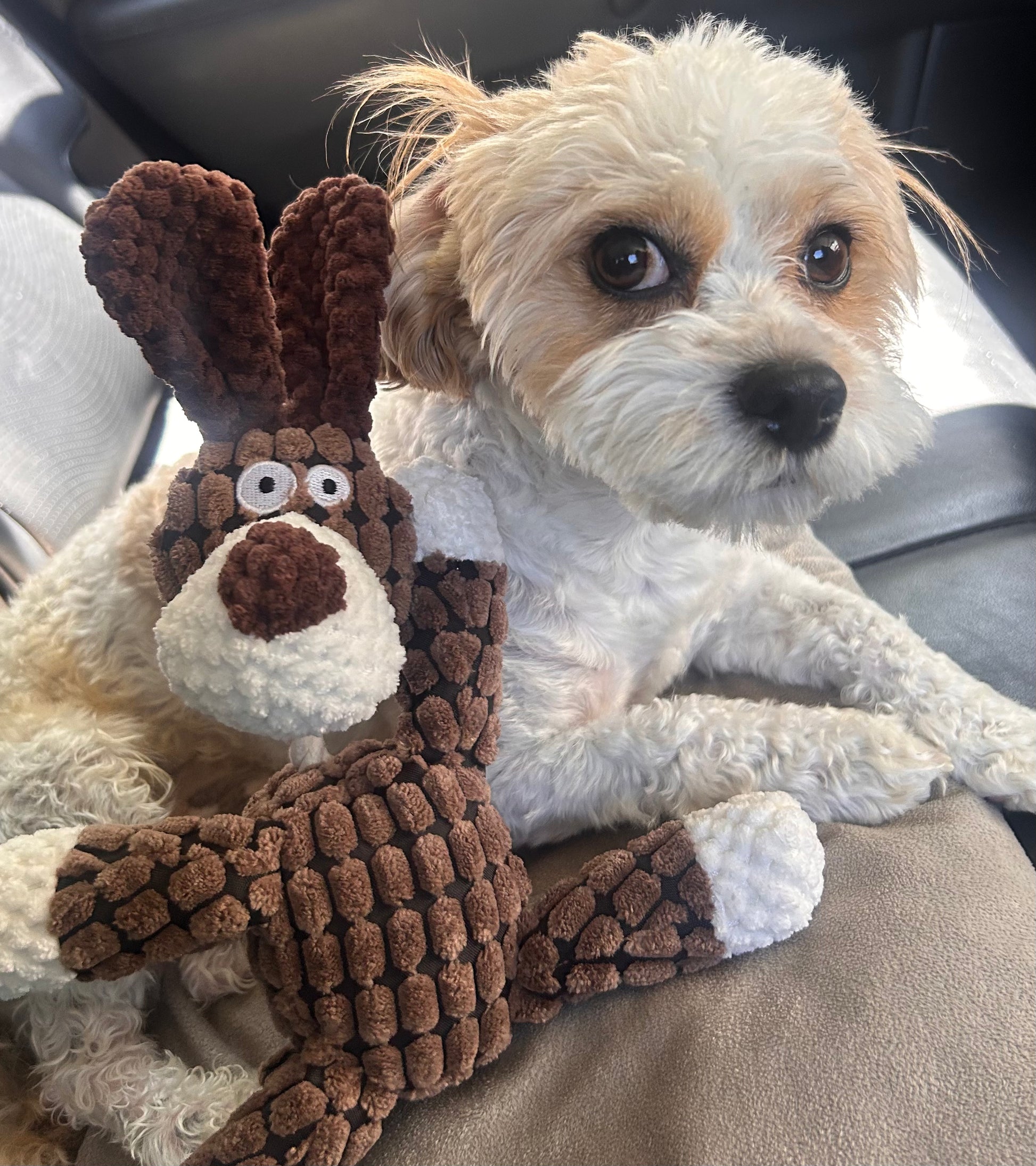 Woofz The Pup